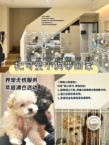 清仓啦！几百块就能把可爱小狗带回家！！