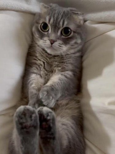 邂逅我的梦中情猫