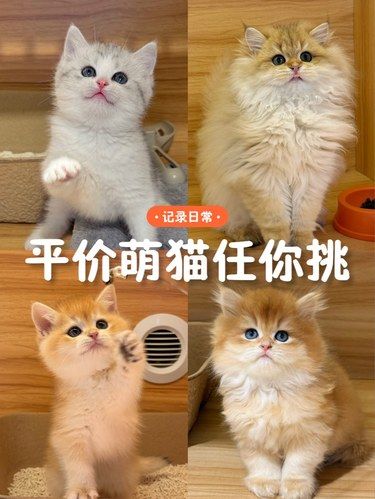 购宠榜首！平价萌猫任你挑，30天健康无忧带