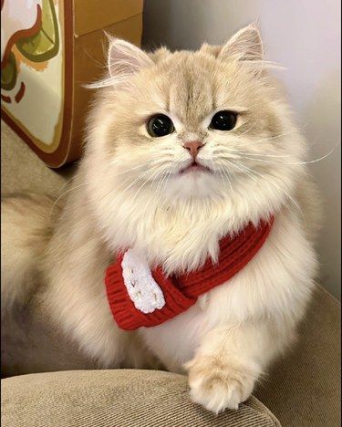 毛呼呼的梦中情猫～