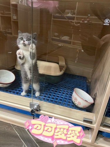 海口英短蓝白蹲新家