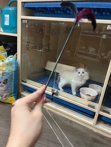 海口布偶猫咪蹲新家蓝双布偶 爆炸毛毛
