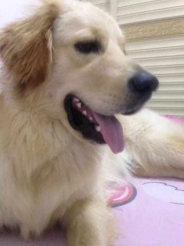 你们的宠物怎么样了？12个真实故事：原来这才是你内心的选择
