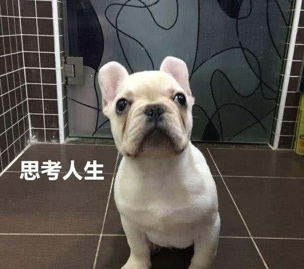 家里养宠物的都知道，大部分的趣事关于宠物，就像下面这只萌宠！