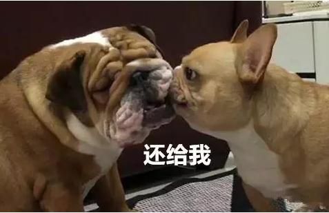 家里养宠物的都知道，大部分的趣事关于宠物，就像下面这只萌宠！