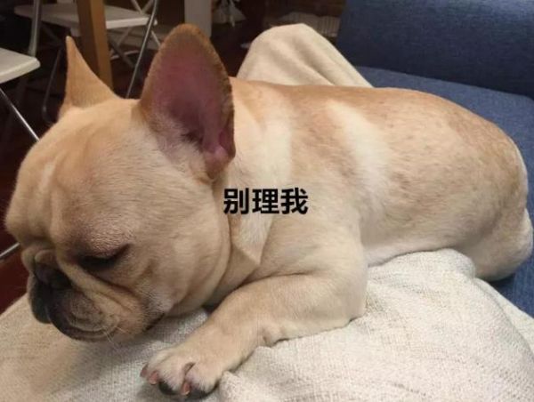 家里养宠物的都知道，大部分的趣事关于宠物，就像下面这只萌宠！
