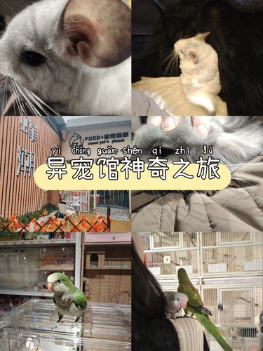 昆明也有异宠馆啦！