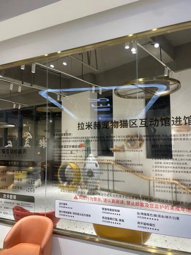 店里猫咪超治愈