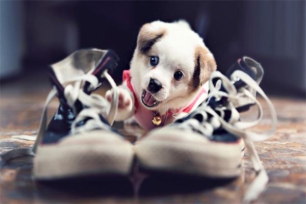 女犬宠物饲育苗苗(犬苗价格)