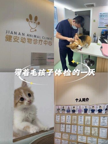 带着毛孩子体检的一天