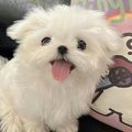 https://p0.meituan.net/userheadpicbackend/edb335bc43413f18d0324d200eccdb73151911.jpg%40120w_120h_1e_1c_1l%7Cwatermark%3D0