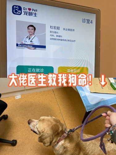 大佬医生救我狗命！