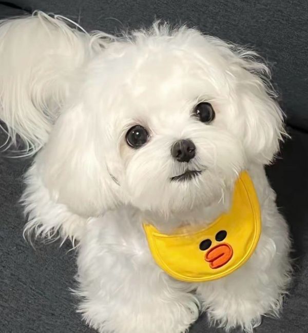 https://qcloud.dpfile.com/pc/kYJiu9YTFUxMci-_3DAzWXy3dbqMX2XwIs8WIL_WUWSxnSHXbgAgy9pIB2qdPsi1Y0q73sB2DyQcgmKUxZFQtw.jpg