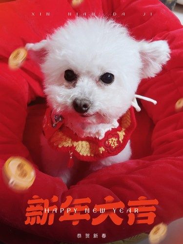 发财小狗来报道.