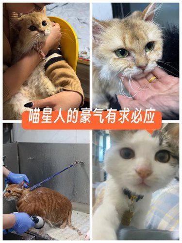 新家庭成员的第一天