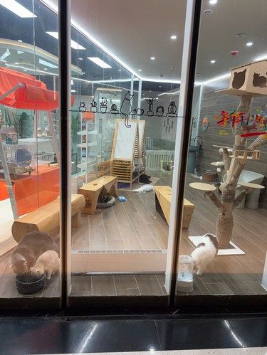 小猫室内悠闲时光