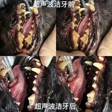 皇益宠物医院告诉你：狗狗定期洁牙的好处[笑脸]