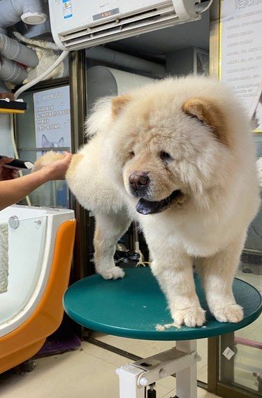 松狮狗狗洗护记