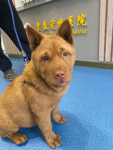 呆萌五红犬 