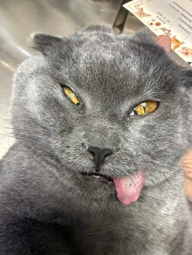 猫咪绝育