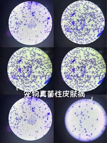 宠物真菌感染