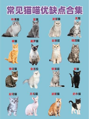 16 种猫咪优缺点大揭秘！新手必看