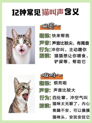 小猫咪的悄悄话，get√猫咪的12种叫声