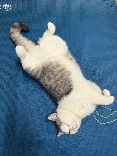 随时随地耍无赖的小猫咪