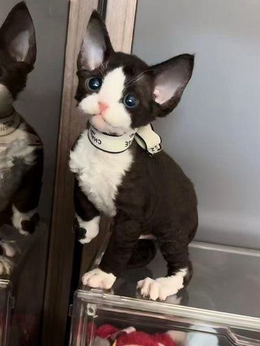 猜猜我是真猫，还是玩偶？