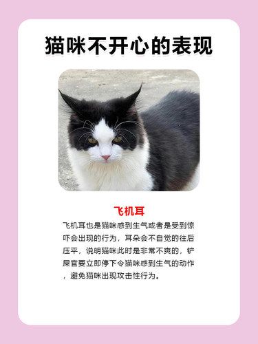 猫咪出现这4个不开心的表现，别忽视猫咪不开心