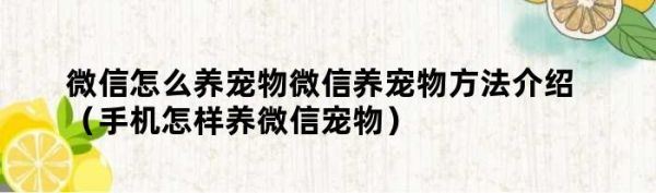 微信怎么养宠物微信养宠物方法介绍（手机怎样养微信宠物）