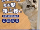 武汉本地猫狗活体运输 上门接送 空调专车陆运空运