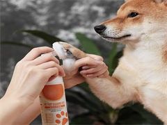 武汉训犬学校-诚信保障