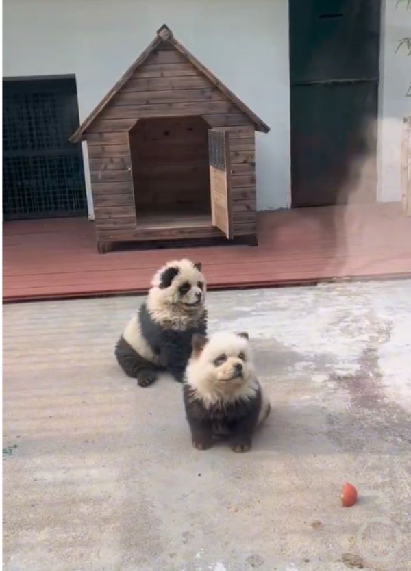 松狮犬被染色，看上去有点像熊猫。 受访者供图