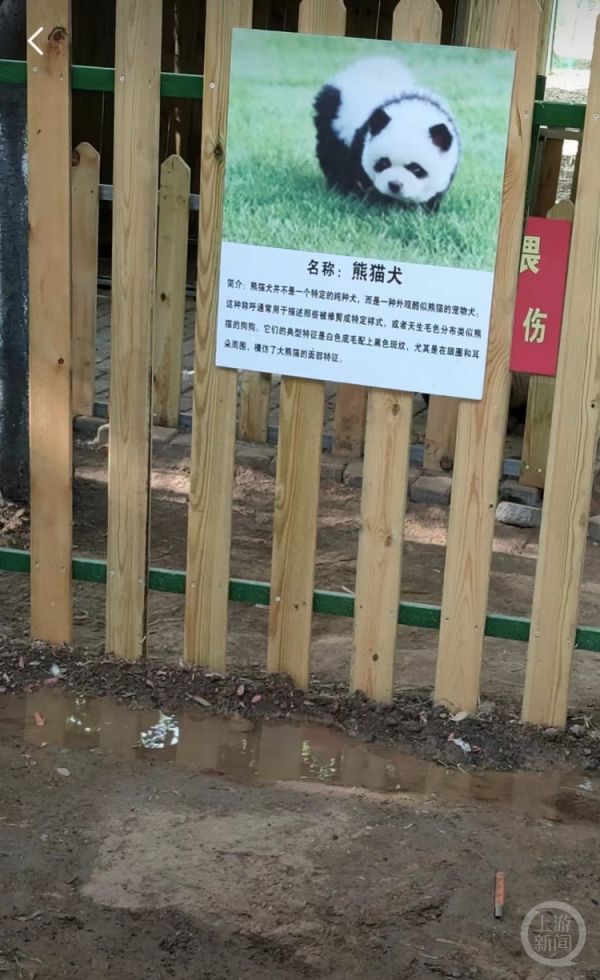 泰州动物园对“熊猫犬”的简介。 受访者供图