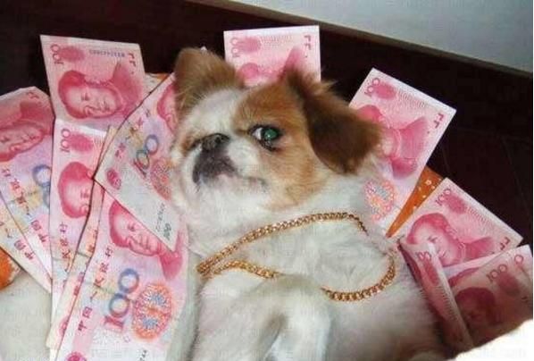 来一波逗比搞笑宠物合集，让你开心一整天···