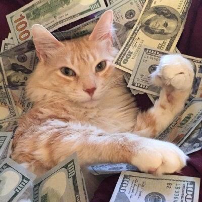 猫咪沙雕头像
