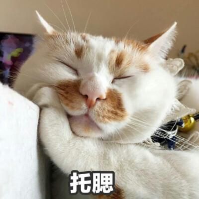 猫咪沙雕头像