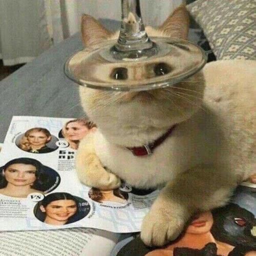 猫咪沙雕头像