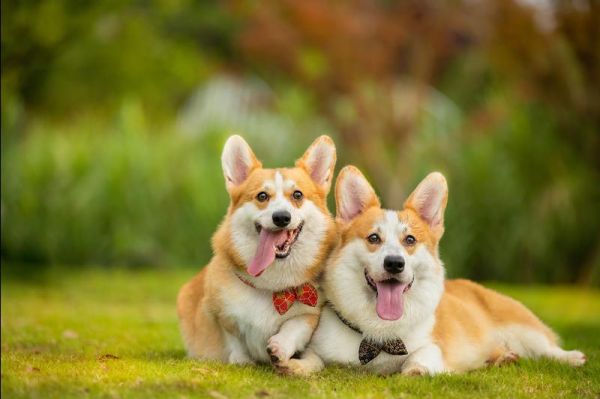 骑摩托车带宠物狗犯法吗？图1