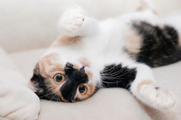 哪里回收宠物猫电话