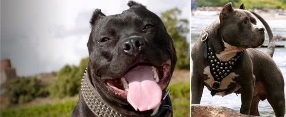 金钱豹打不过比特犬?