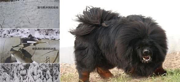 金钱豹打不过5只狗,要人类伸以援手,猛犬怎敢与野兽叫板?