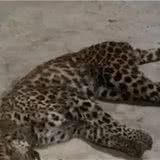 能把金钱豹“征服”得比特犬,到底有多猛?