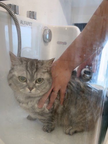 给小猫洗澡笑死了[笑哭]