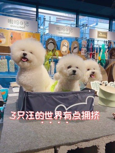 世界小狗日比熊幸福狗狗脸