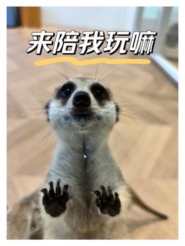 和小动物们的快乐时光