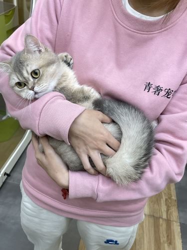 种类最全的赛级猫猫舍