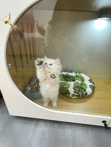 终于碰到了梦中情猫