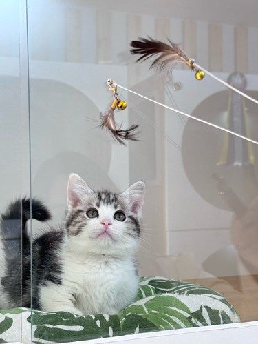 被这家猫舍的猫完全吸引啦！